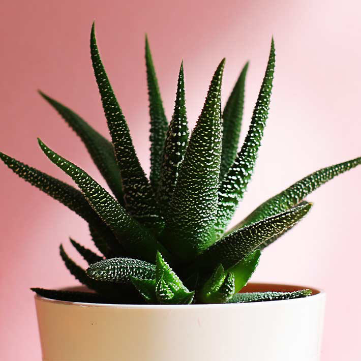 Summer loving gardens