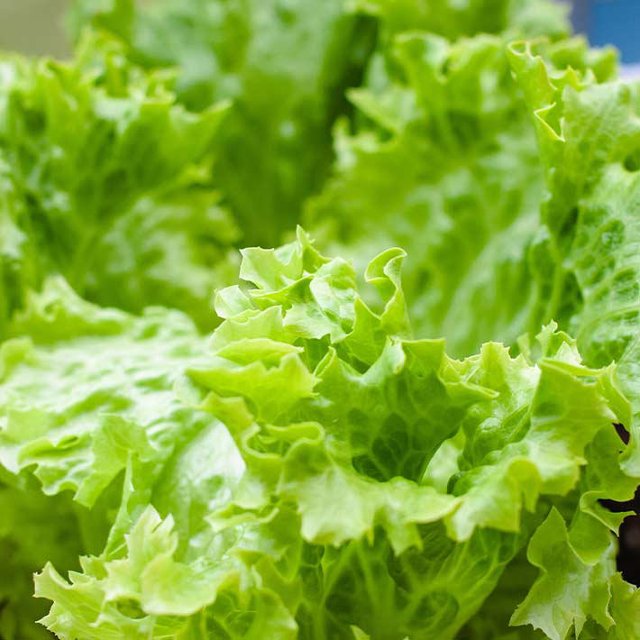 Summer loving gardens