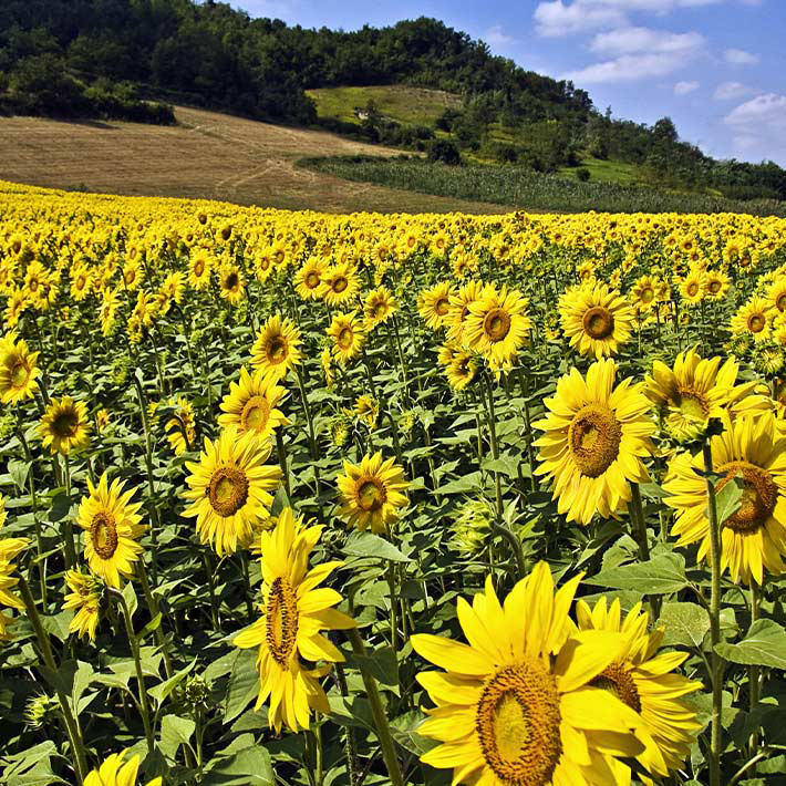 Summer loving gardens