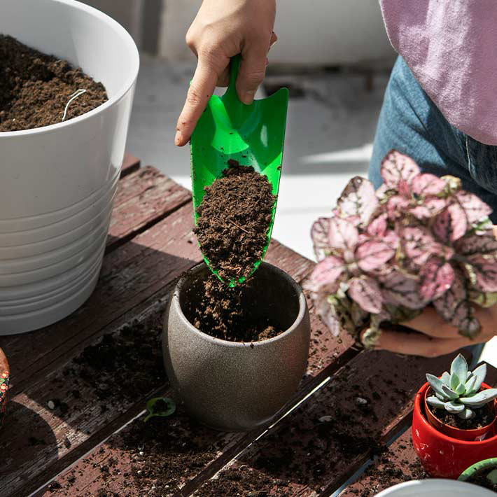 Summer loving gardens