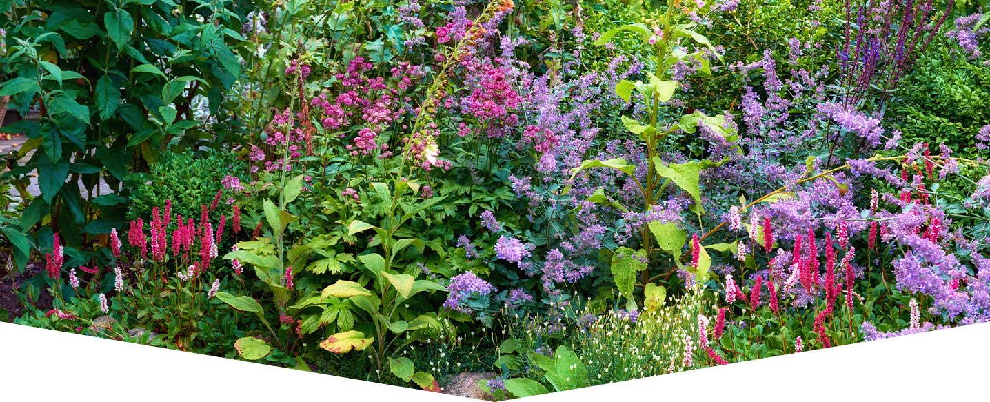 Summer loving gardens