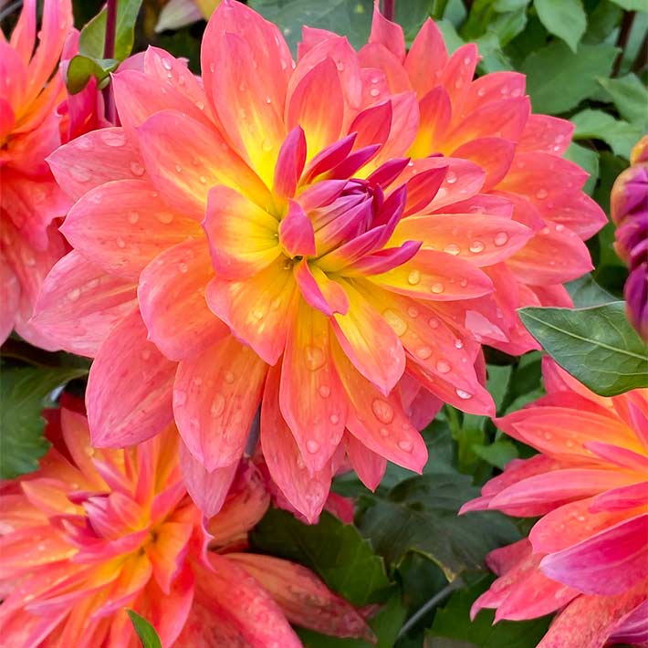 Dobbies Garden Centres Dobbies Garden Centres