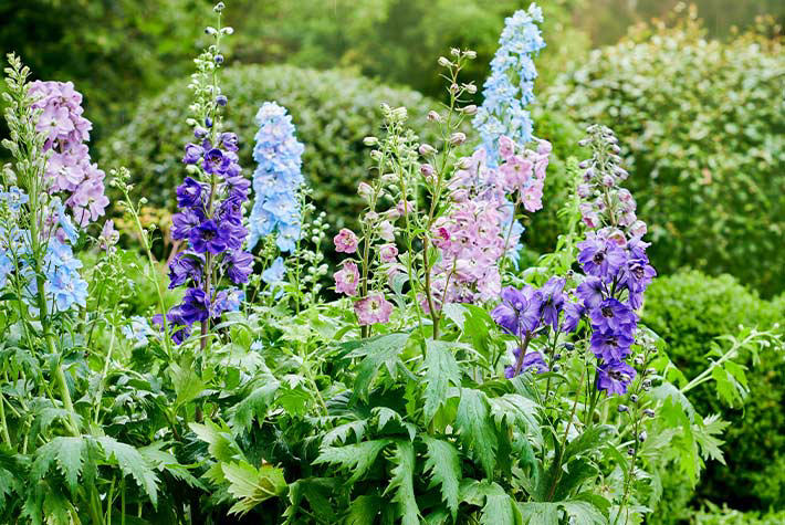 National Allotment Week