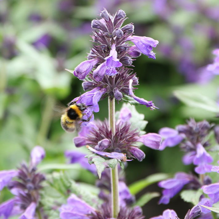 Gardening tips for September