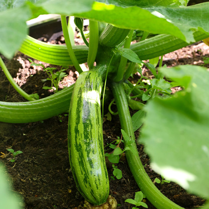 Gardening tips for September