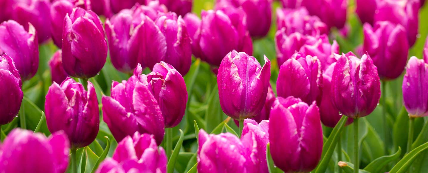 Plants Dobbies Garden Centres