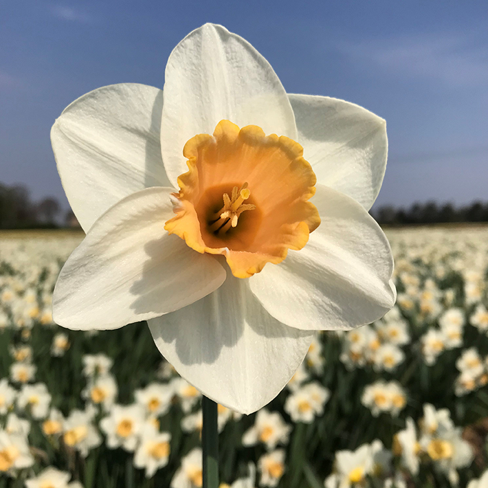 Daffodils