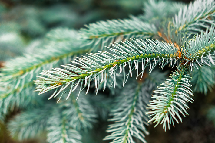Conifer foliage