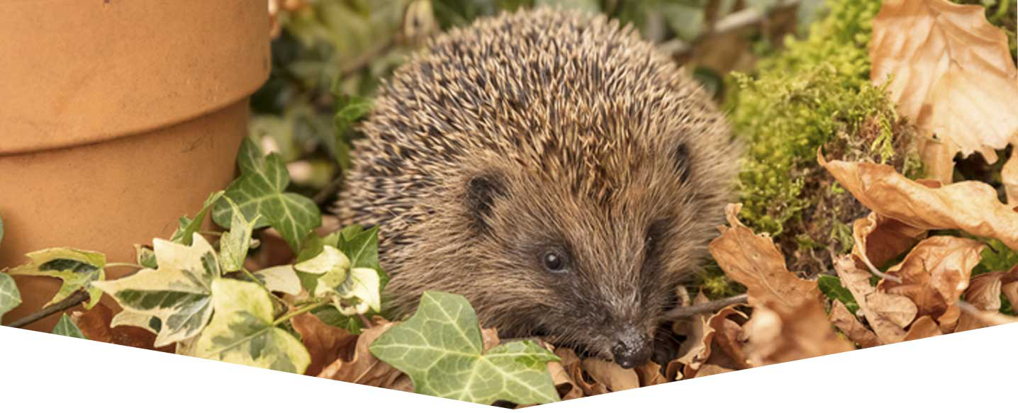 Create a wildlife haven with your real Christmas tree