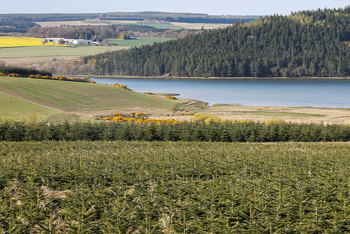 Caring for your Christmas tree