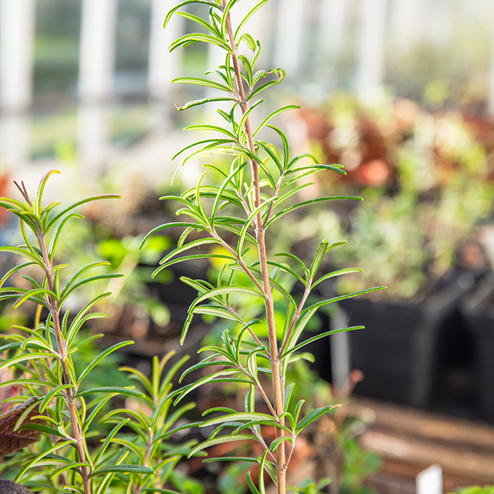 Protect plants from frost and pests