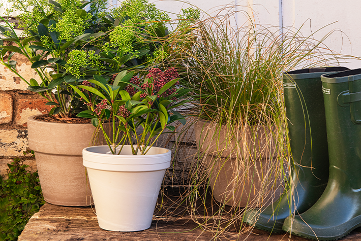 Gardening tips for January