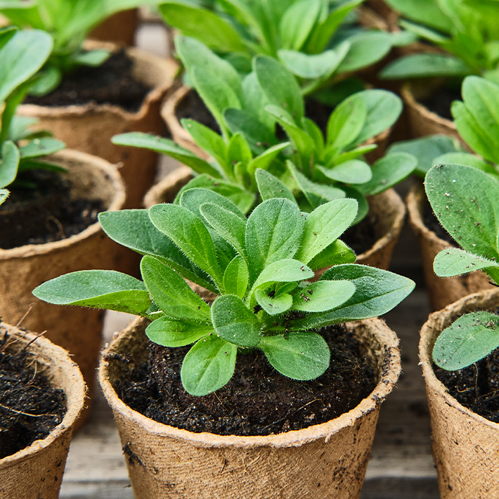 How to pot on young plants & seedlings