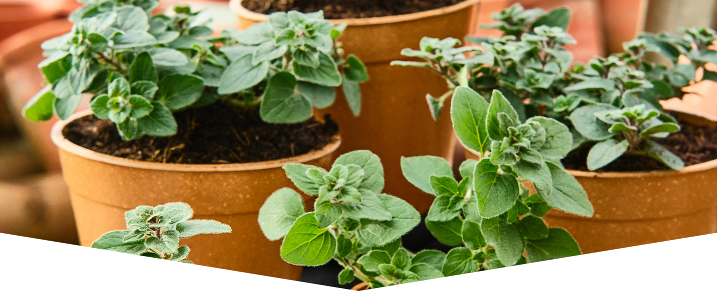 How to grow on plants & bulbs