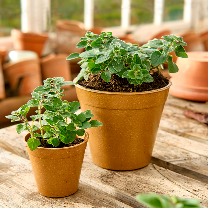 How to grow on plants & bulbs