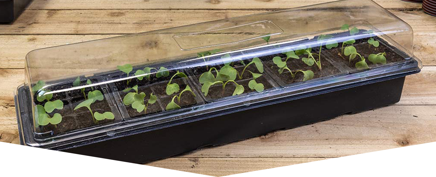 How to propagate from cuttings