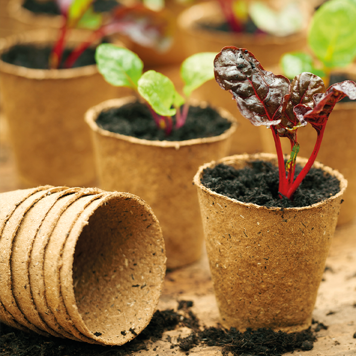 How to propagate from cuttings