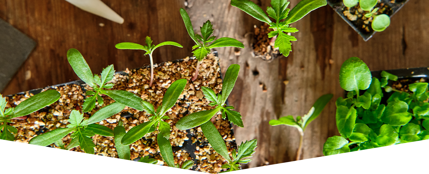 How to pot on young plants & seedlings