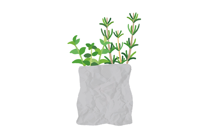 Growing plants without soil