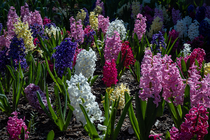 Craft your own hyacinths