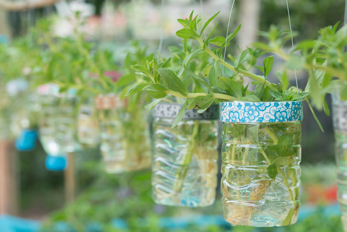 Growing plants without soil