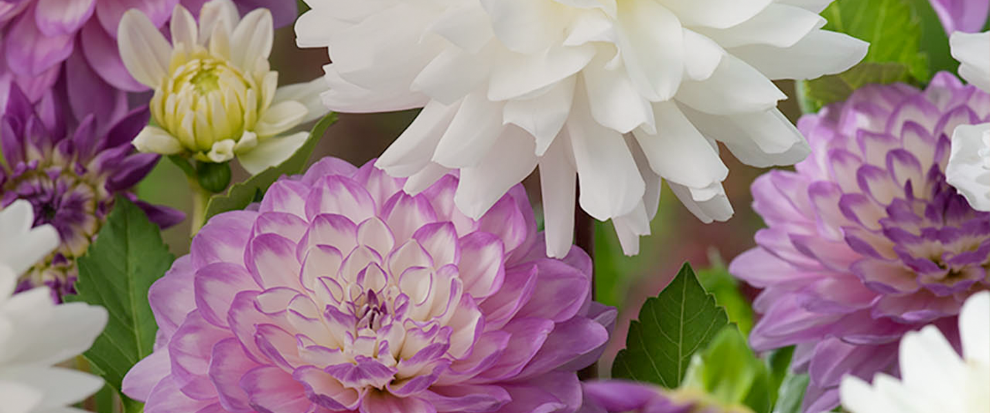Garden Sundials Dobbies Fasci Garden