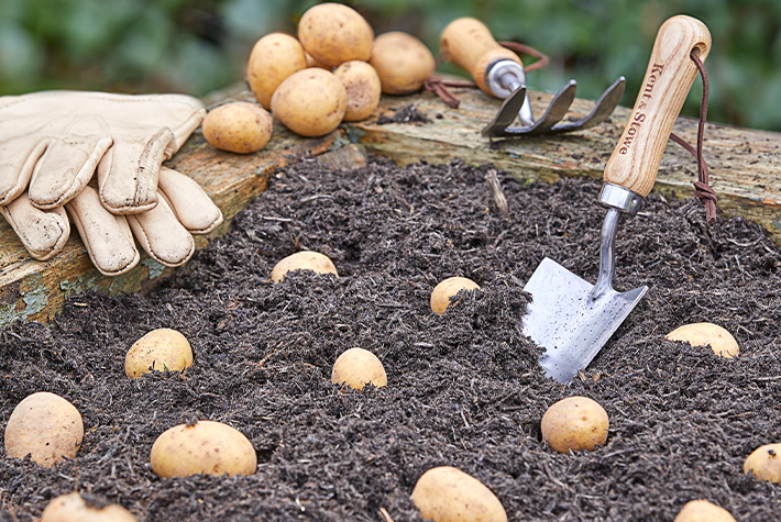 How to grow potatoes