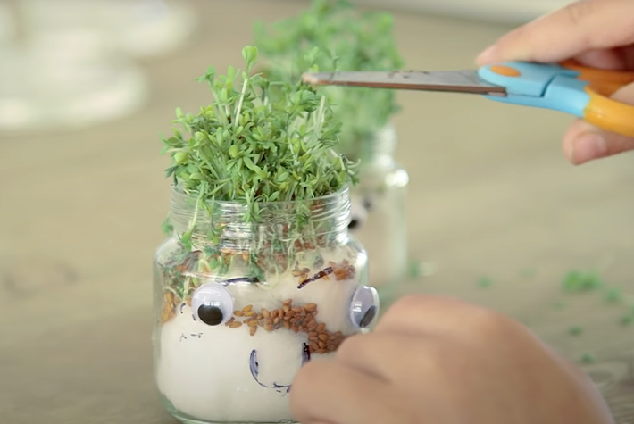 Harvesting your cress