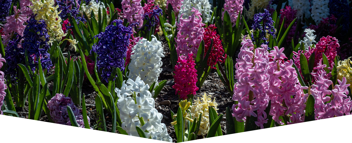 Craft your own hyacinths
