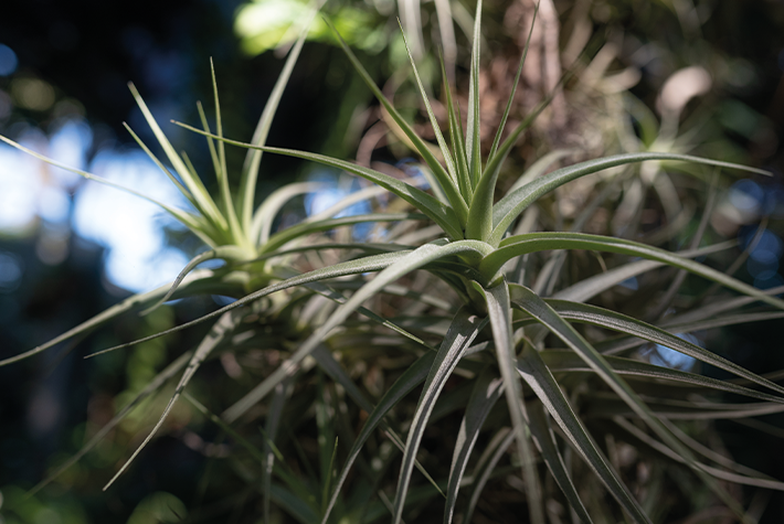 Air plants