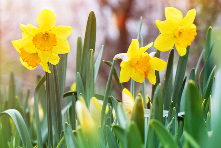 Daffodils