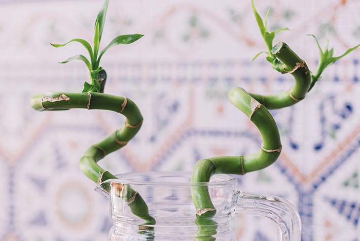 Lucky bamboo
