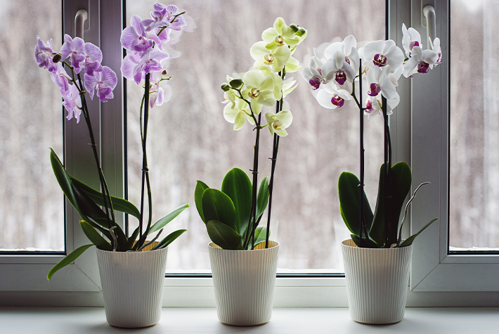 Orchids