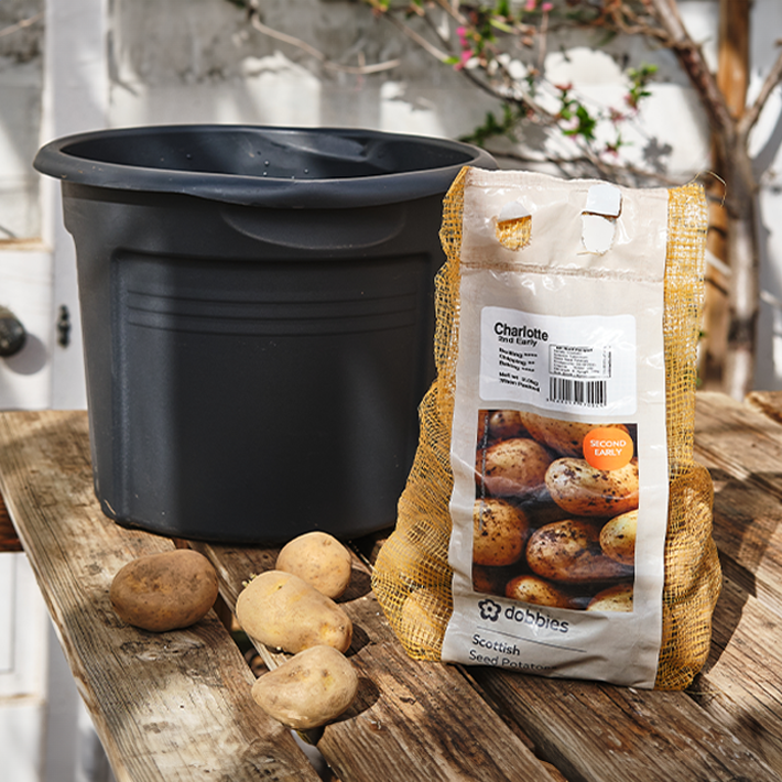 Charlotte potato