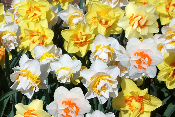 How to plant bulbs in pots