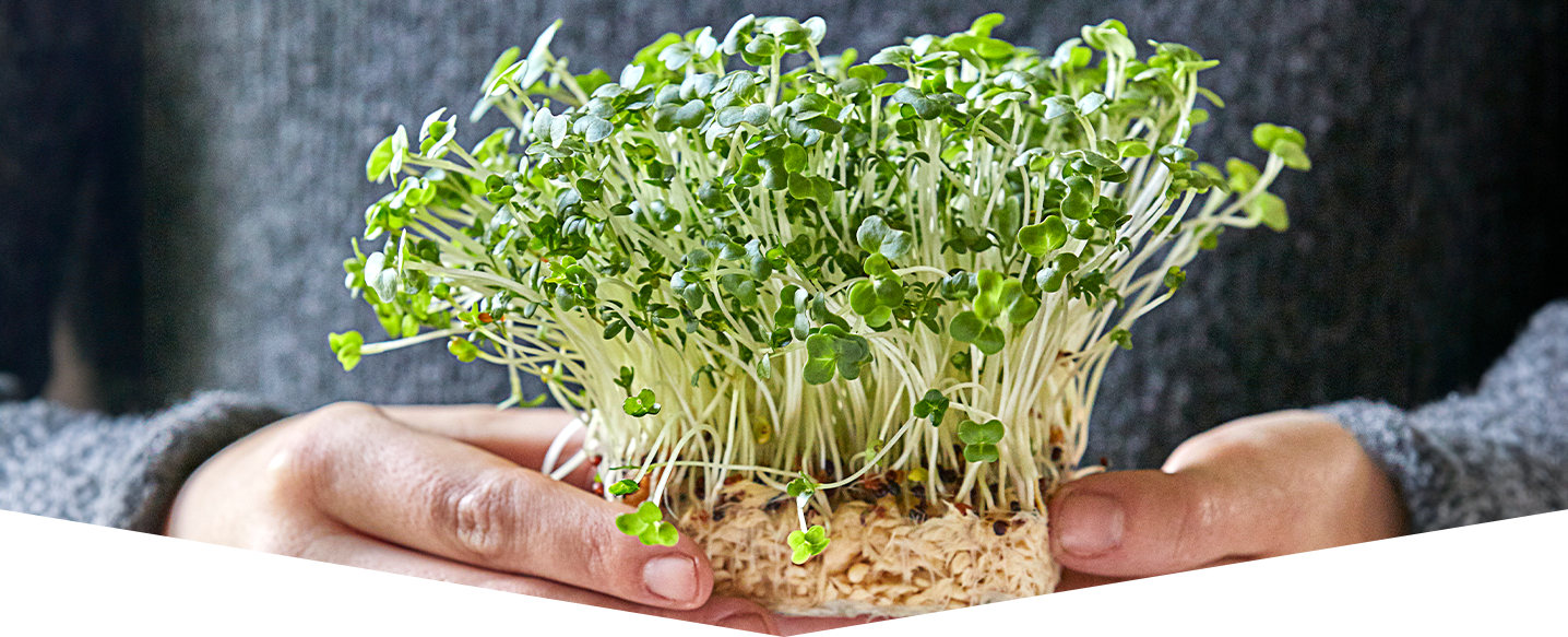How to grow microgreens