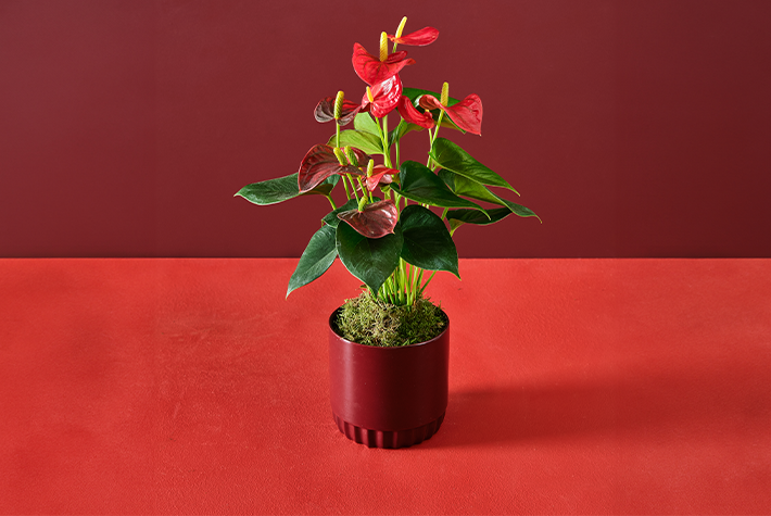 Anthurium Red