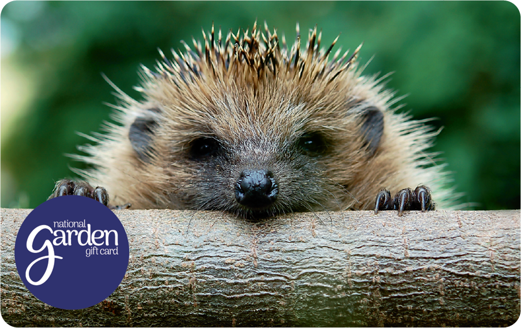 Hedgehog - National Garden Gift Card