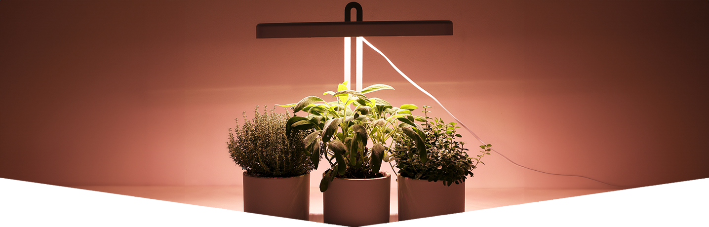 How to use grow lights for indoor plants