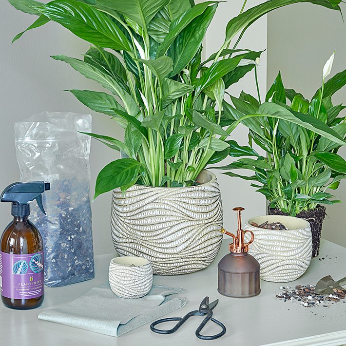 How to repot a houseplant