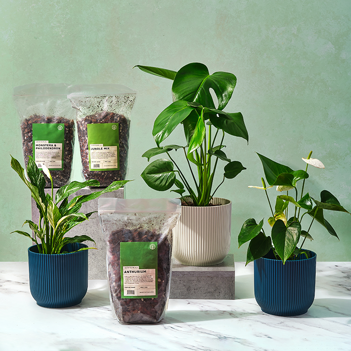 How to repot a houseplant