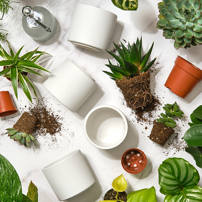 How to repot a houseplant
