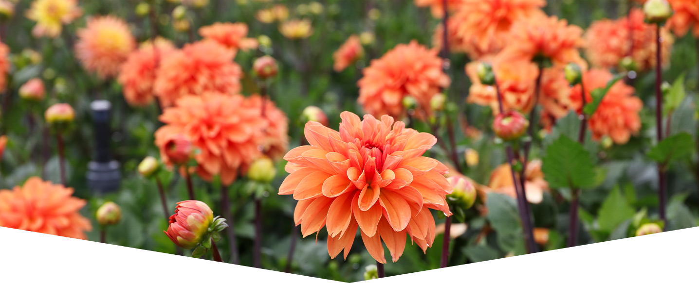 Summer flowering bulbs