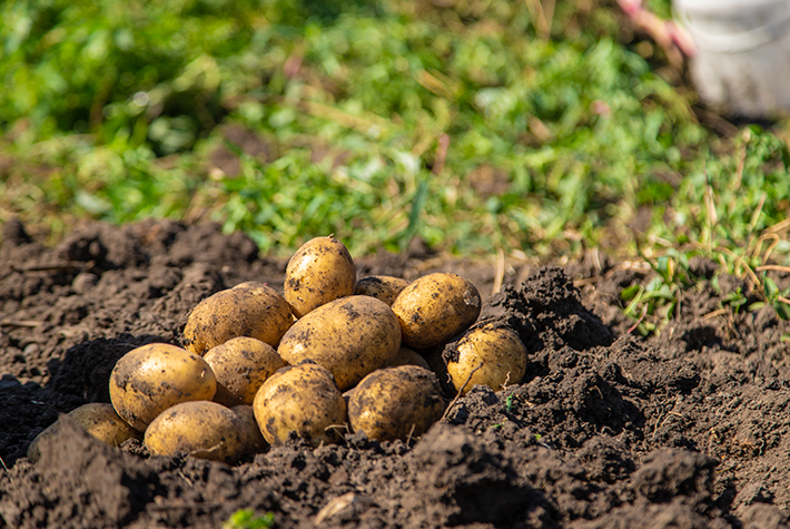 Learn about grow your own potatoes