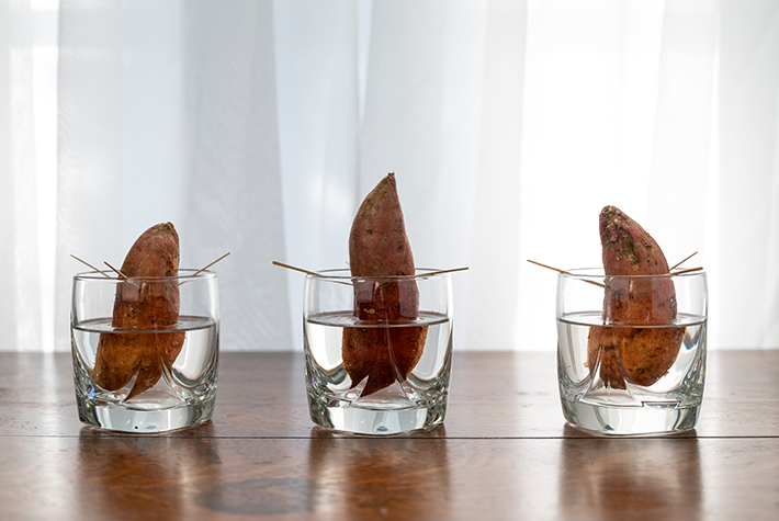 Potato sprouting experiment