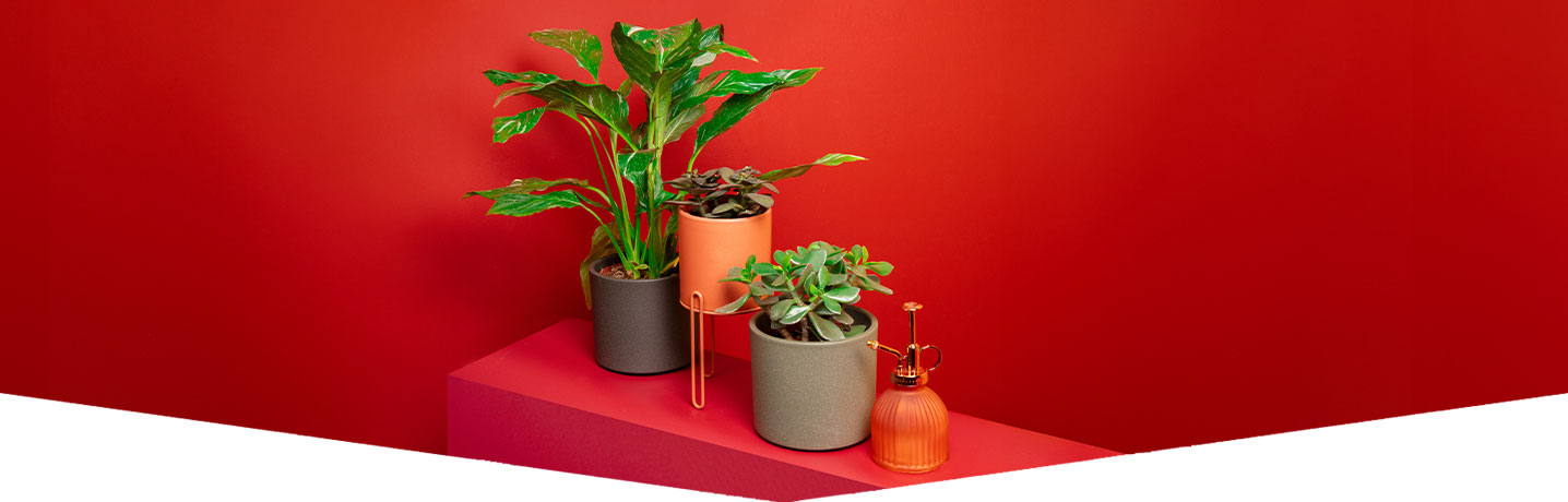 5 lucky plants and flowers for chinese new year