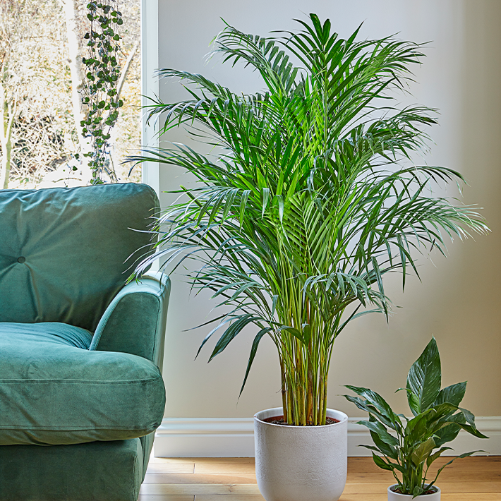 Areca Palm (butterfly palm)