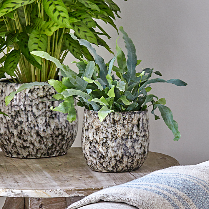 Phlebodium aureum (Blue Star fern)