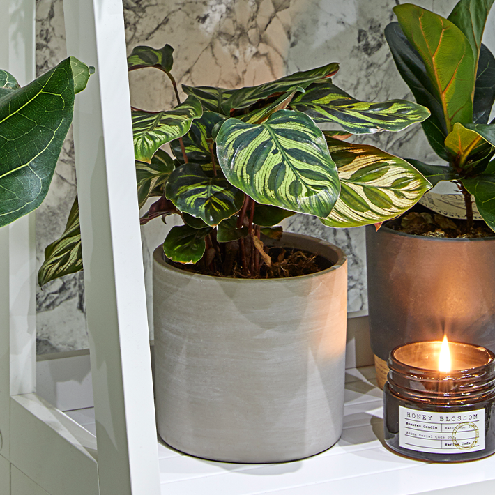 Calathea makoyana (peacock plant)