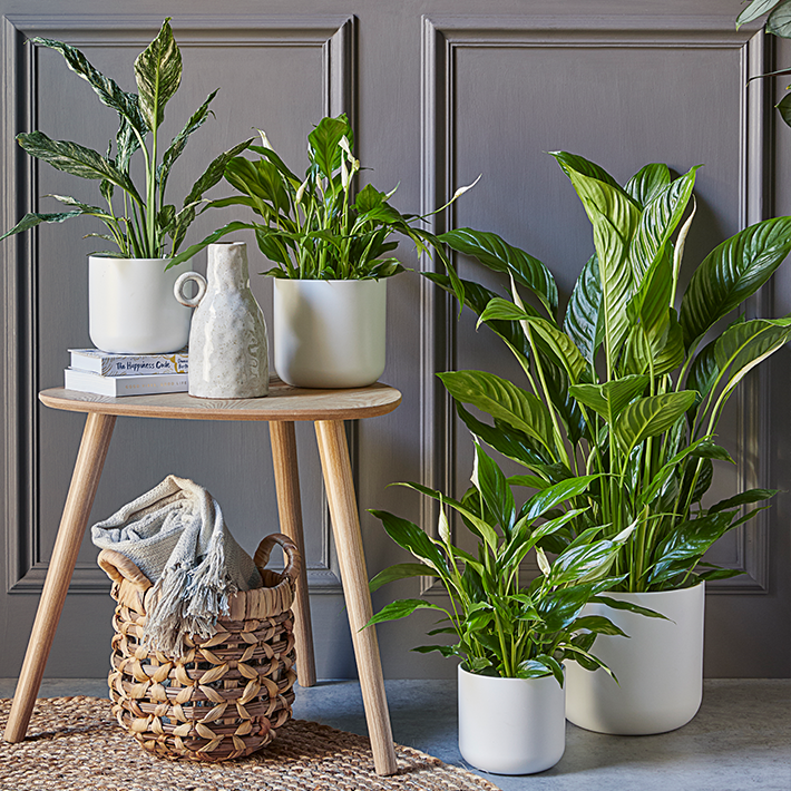 Spathiphyllum (peace lily)